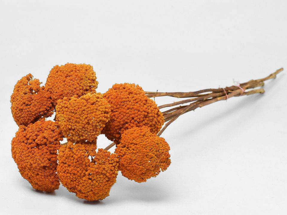 Bouquet Achillea Orange